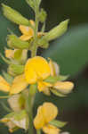 Prairie snoutbean